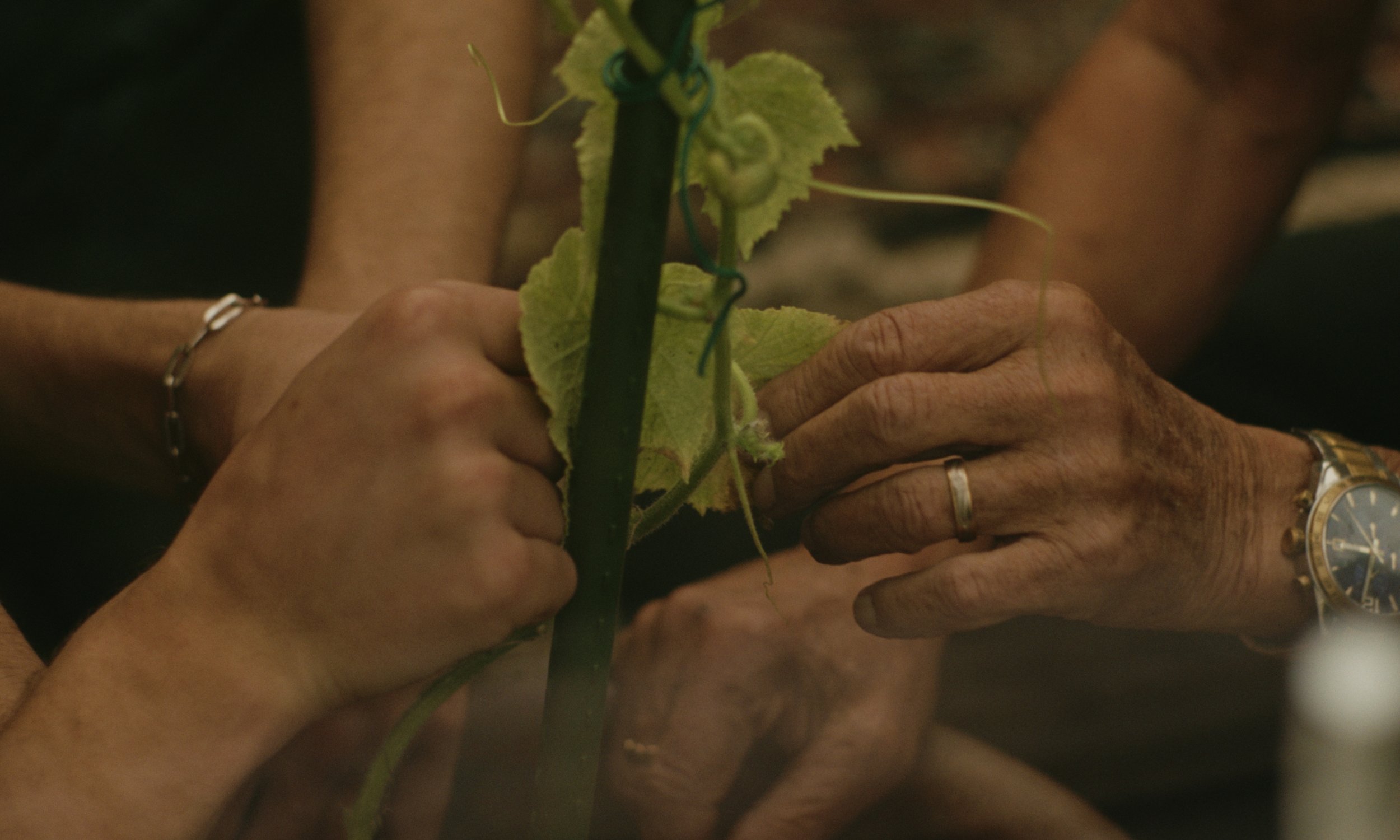 Tree's don't grow into heaven - Short film (2024) — project still