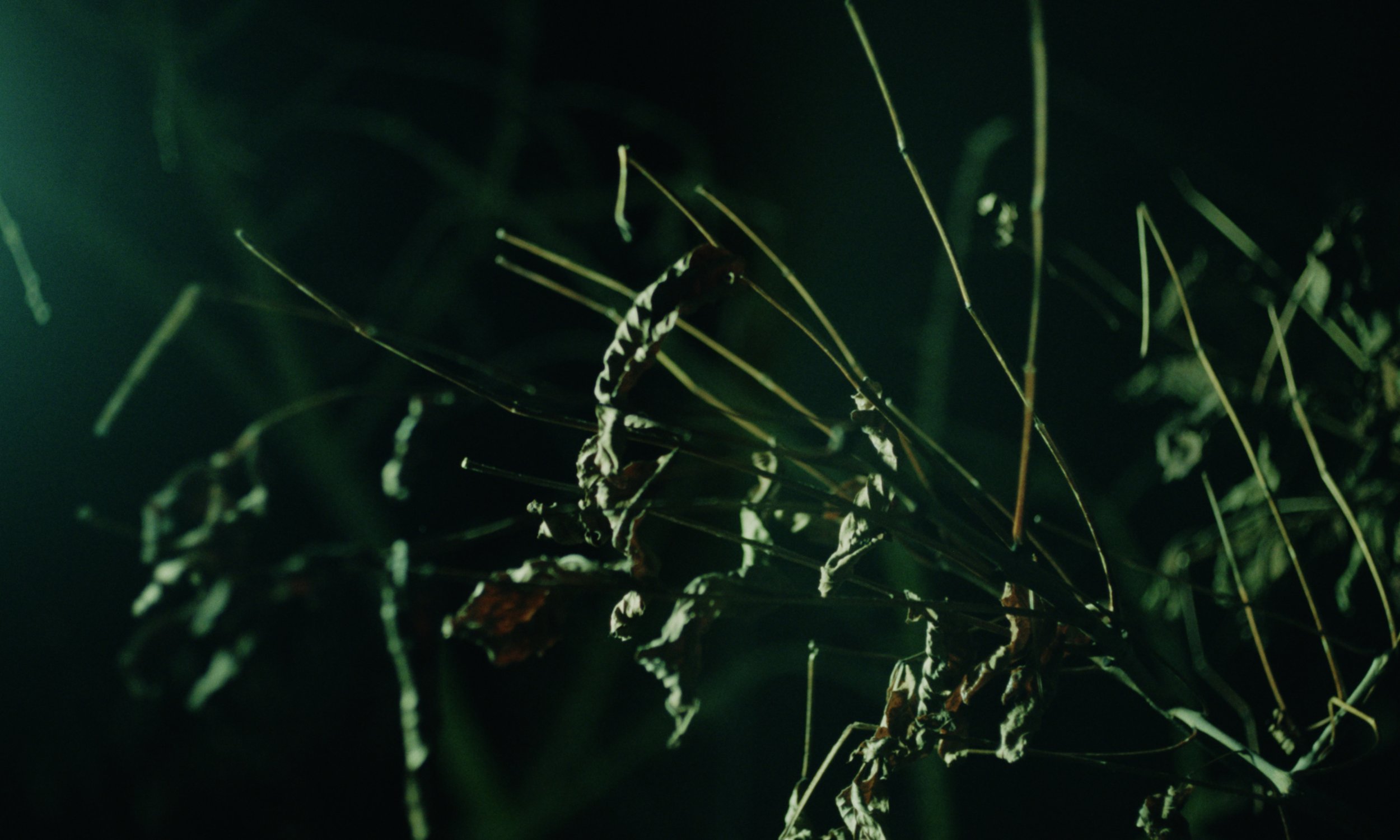Tree's don't grow into heaven - Short film (2024) — project still